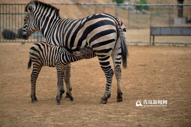 实拍刚出生小斑马 妈妈'护犊子'寸步不离 实拍刚出生小斑马 妈妈'护犊子'寸步不离