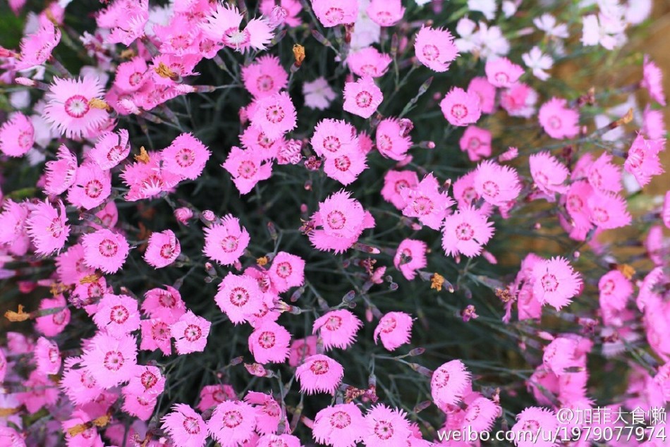 高清：上帝打翻了调色盘！唐岛湾公园百花盛放