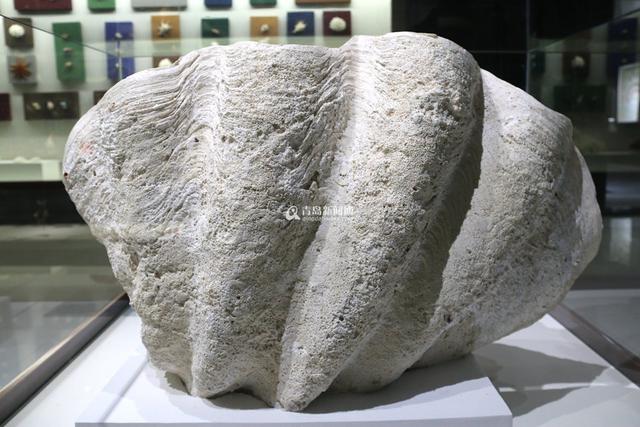 青岛有个贝壳博物馆 珍贵藏品全球罕见