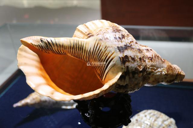 青岛有个贝壳博物馆 珍贵藏品全球罕见