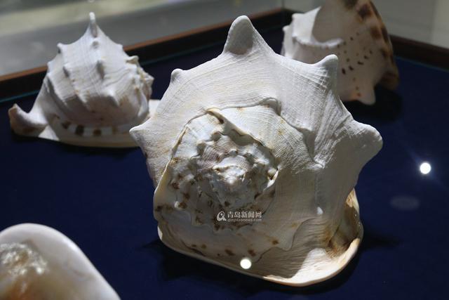 青岛有个贝壳博物馆 珍贵藏品全球罕见