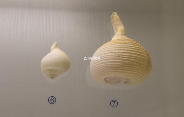 青岛有个贝壳博物馆 珍贵藏品全球罕见