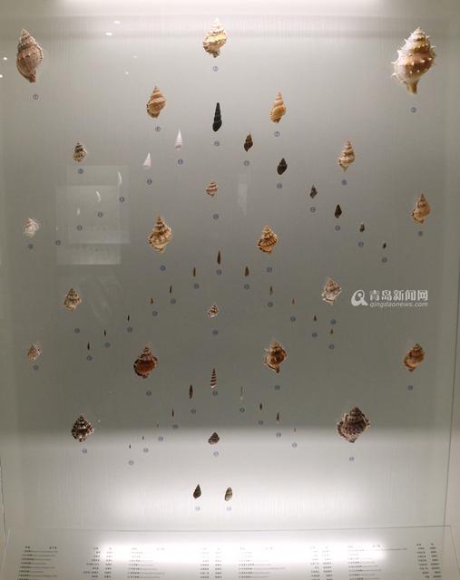 青岛有个贝壳博物馆 珍贵藏品全球罕见