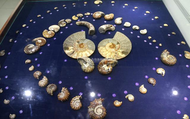 青岛有个贝壳博物馆 珍贵藏品全球罕见