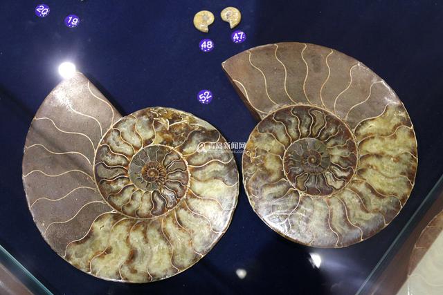 青岛有个贝壳博物馆 珍贵藏品全球罕见