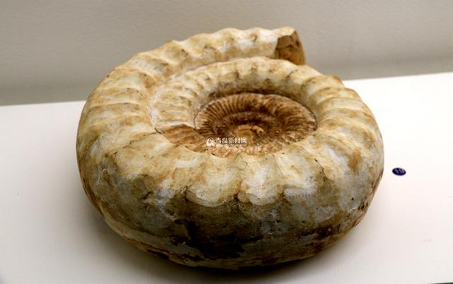 青岛有个贝壳博物馆 珍贵藏品全球罕见