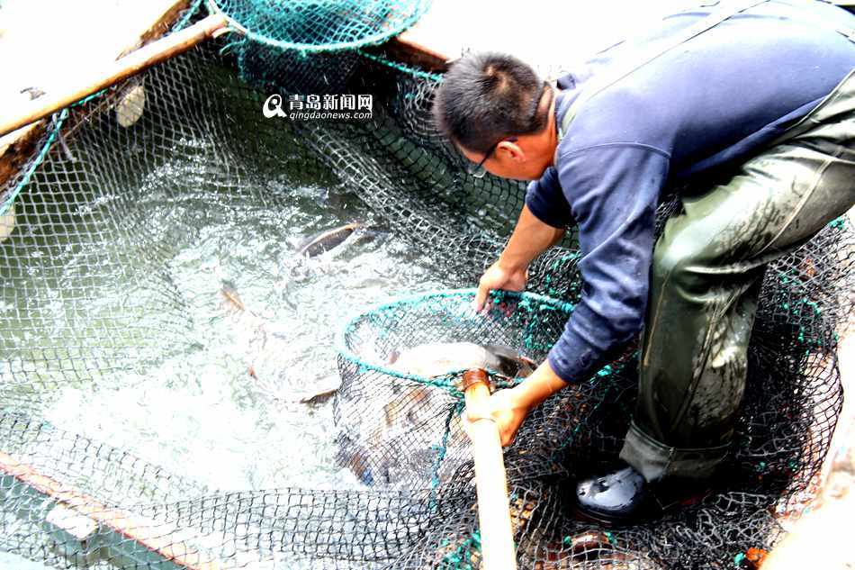 高清:青岛5700艘渔船回港休渔