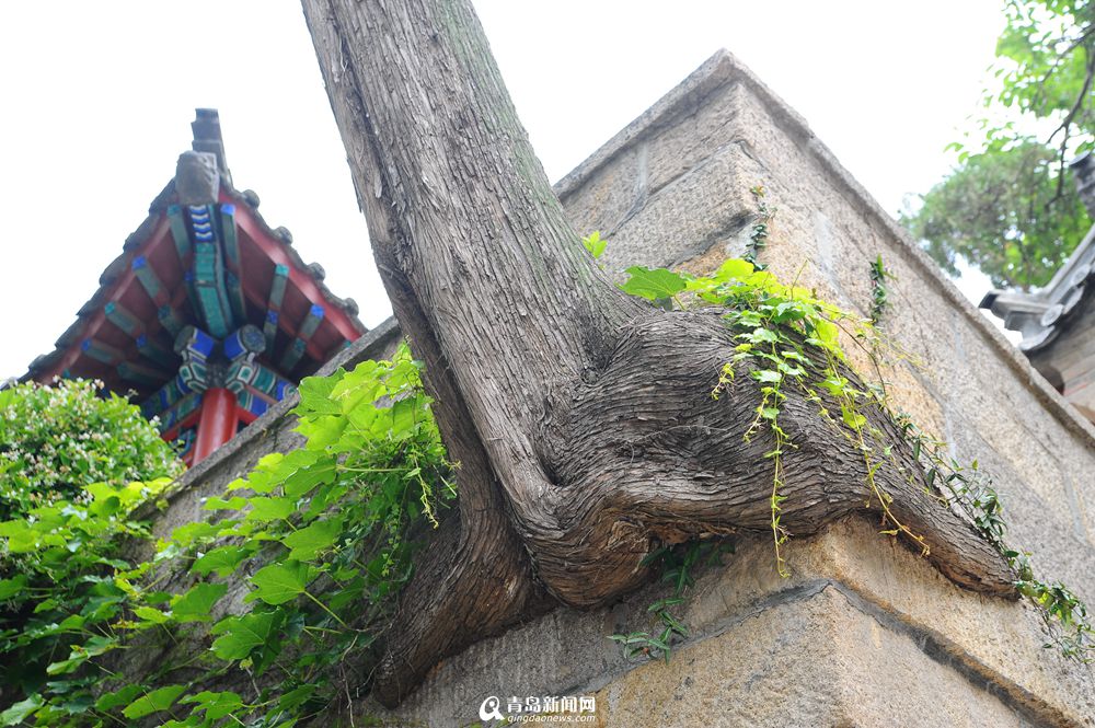 高清:初夏太清宫绿意盎然 古树迎最佳观赏期