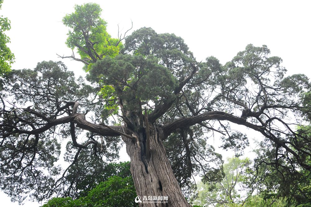 高清:初夏太清宫绿意盎然 古树迎最佳观赏期