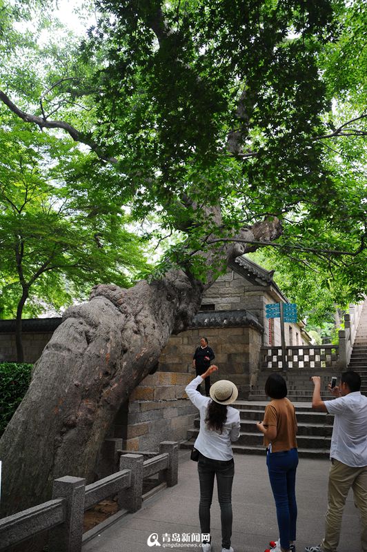 高清:初夏太清宫绿意盎然 古树迎最佳观赏期