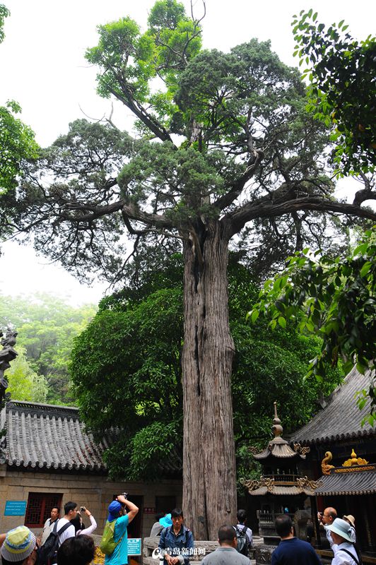 高清:初夏太清宫绿意盎然 古树迎最佳观赏期