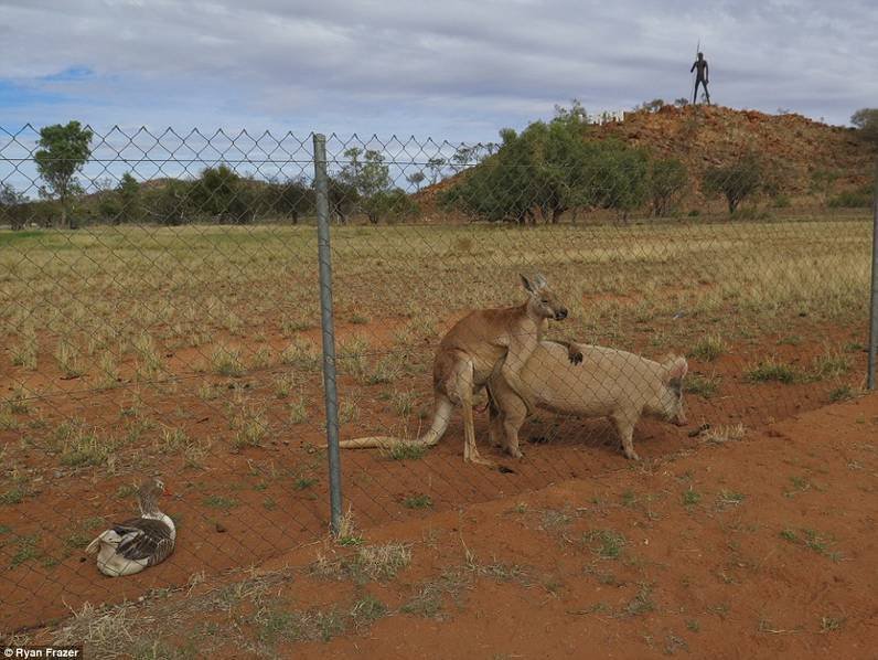 澳洲袋鼠与母猪相恋 做亲密行为时被拍下(图)
