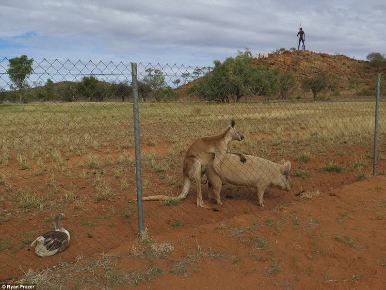 澳洲袋鼠与母猪相恋 做亲密行为时被拍下(图)