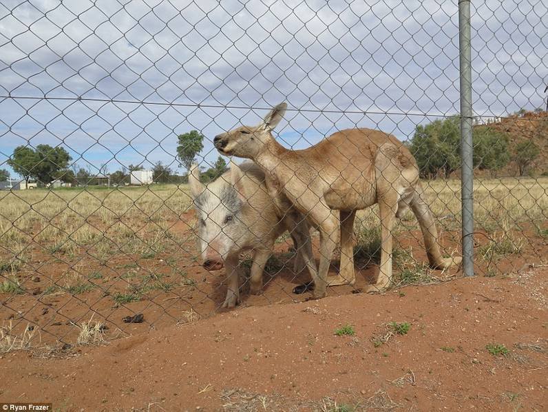 澳洲袋鼠与母猪相恋 做亲密行为时被拍下(图)