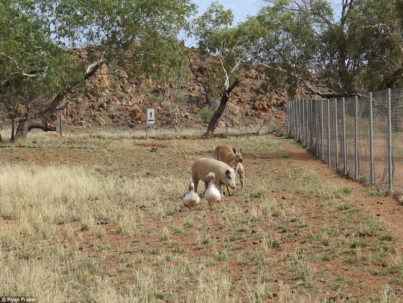 澳洲袋鼠与母猪相恋 做亲密行为时被拍下(图)