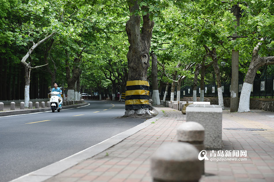 盘点老城区10条特色林荫路 每条各具气质