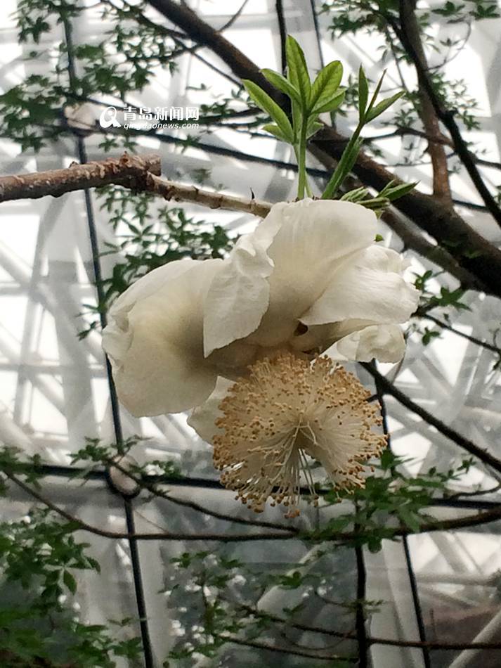 世博园猴面包树开花了 洁白花瓣你见过没