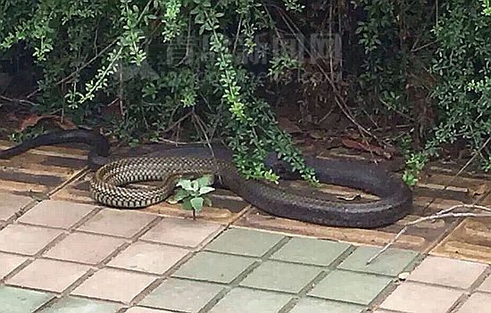 吓尿了! 青岛女子上班途中惊遇3米长大蛇(图)