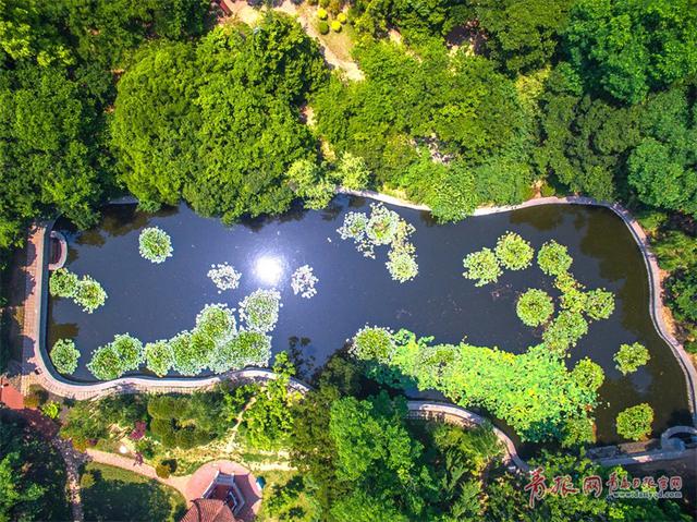 高清：夏日青岛荷花展露头角 满眼绿色静心消暑