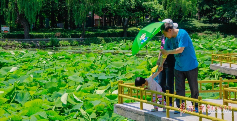 高清：夏日青岛荷花展露头角 满眼绿色静心消暑