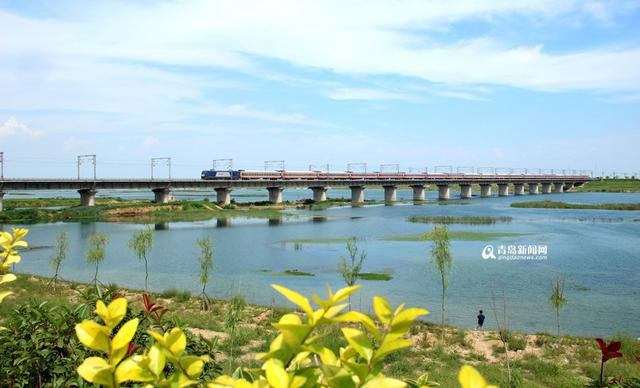 流水潺潺绿意葱茏 大沽河两岸宛若江南