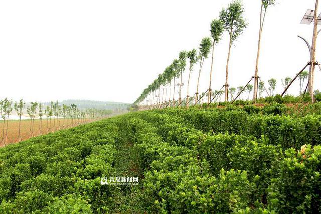 流水潺潺绿意葱茏 大沽河两岸宛若江南