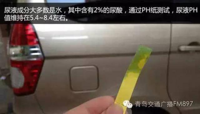 车主抱怨轮胎总被狗狗尿 要防止可以这么做(图)