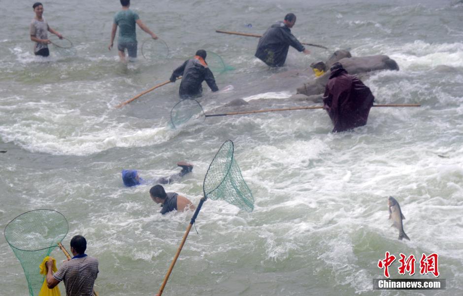 浙江水库泄洪 民众泄洪口捕鱼险象环生