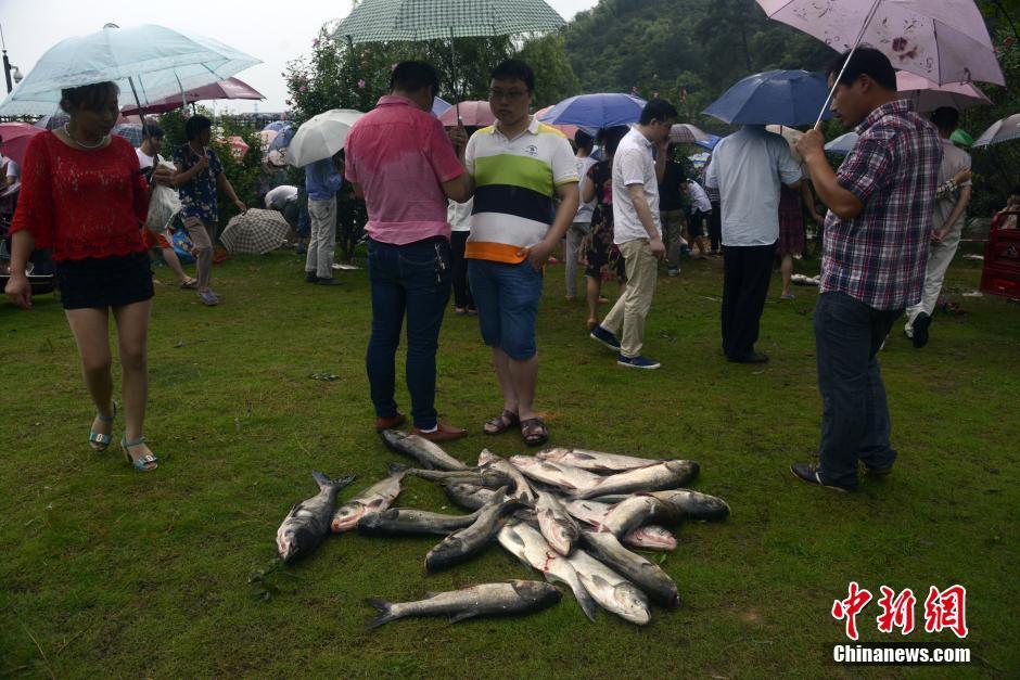 浙江水库泄洪 民众泄洪口捕鱼险象环生