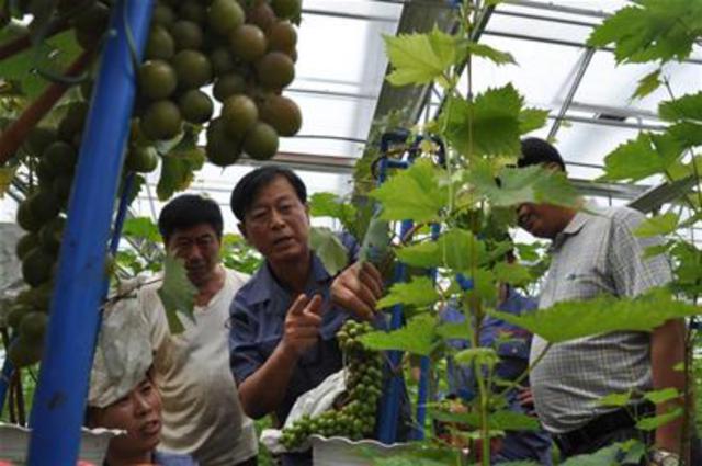 平度盆景葡萄一年两季成熟 吃完可以旧换新 平度盆景葡萄一年两季成熟 吃完可以旧换新