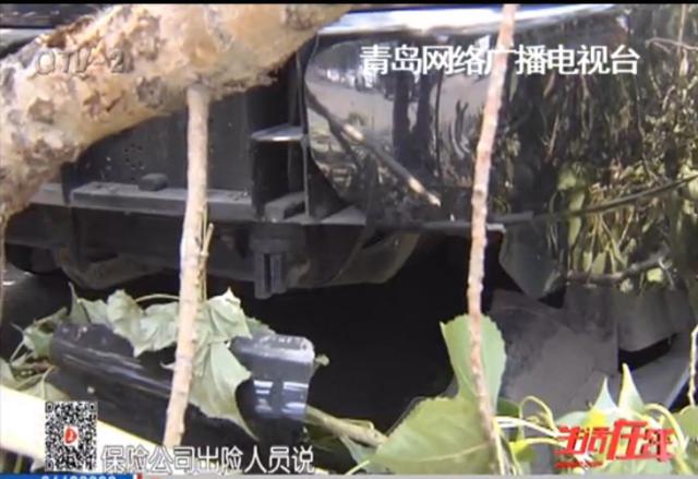 大树被风吹倒砸伤车三天没人管 责任无人承担