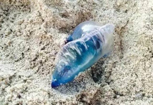 洗海澡被海蜇蜇伤应咋办?千万别用淡水冲(组图)