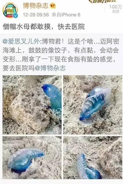 洗海澡被海蜇蜇伤应咋办?千万别用淡水冲(组图)