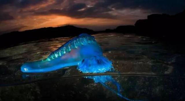 洗海澡被海蜇蜇伤应咋办?千万别用淡水冲(组图)