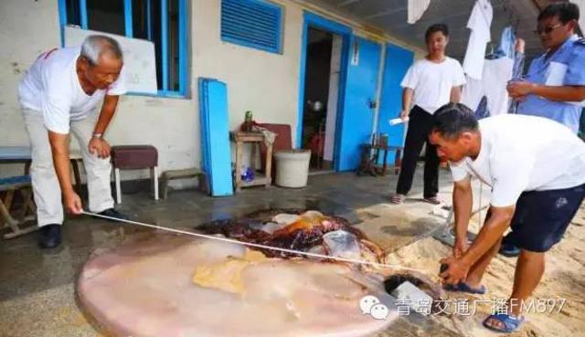 洗海澡被海蜇蜇伤应咋办?千万别用淡水冲(组图)