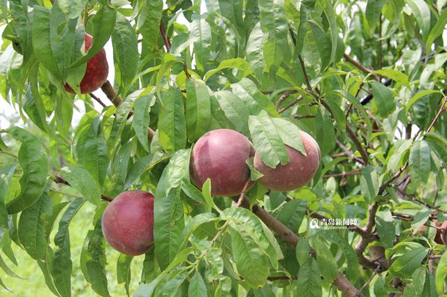 郊区采摘园的桃子熟了 个大味甜令人垂涎