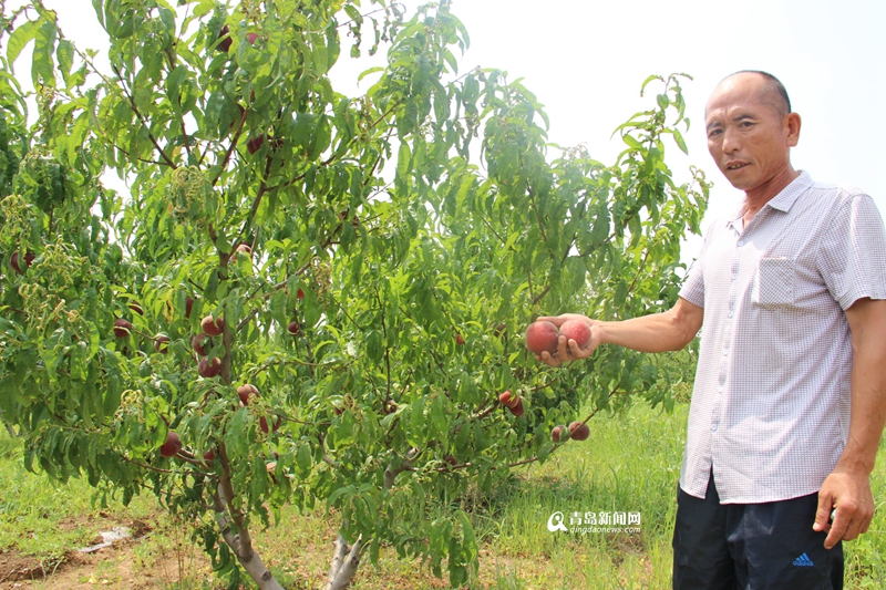 郊区采摘园的桃子熟了 个大味甜令人垂涎