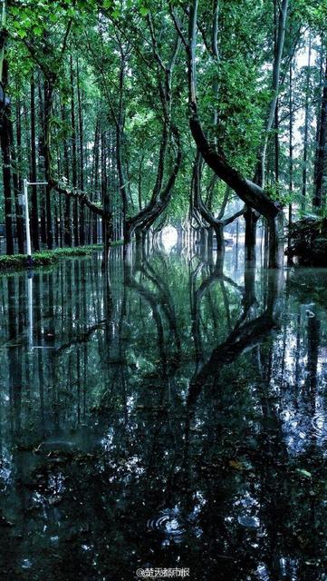 暴雨过后 南京理工大奇幻森林照片刷爆朋友圈 暴雨过后 南京理工大奇幻森林照片刷爆朋友圈