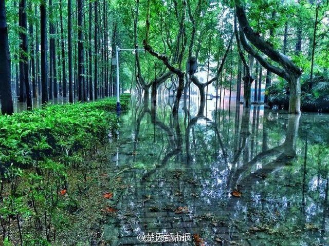 暴雨过后 南京理工大奇幻森林照片刷爆朋友圈