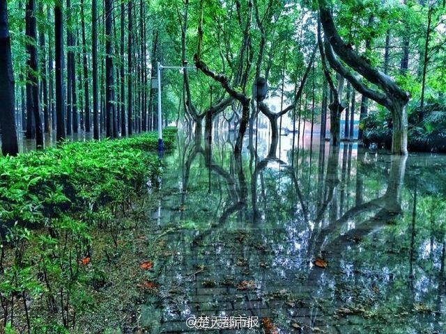 暴雨过后 南京理工大奇幻森林照片刷爆朋友圈 暴雨过后 南京理工大奇幻森林照片刷爆朋友圈