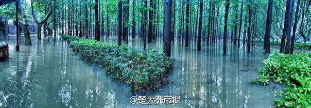 暴雨过后 南京理工大奇幻森林照片刷爆朋友圈