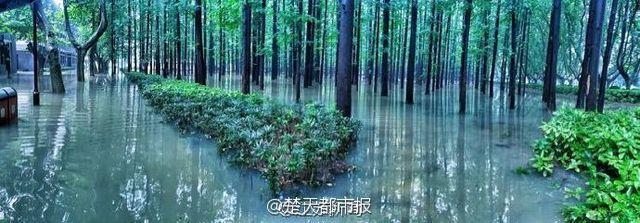 暴雨过后 南京理工大奇幻森林照片刷爆朋友圈 暴雨过后 南京理工大奇幻森林照片刷爆朋友圈