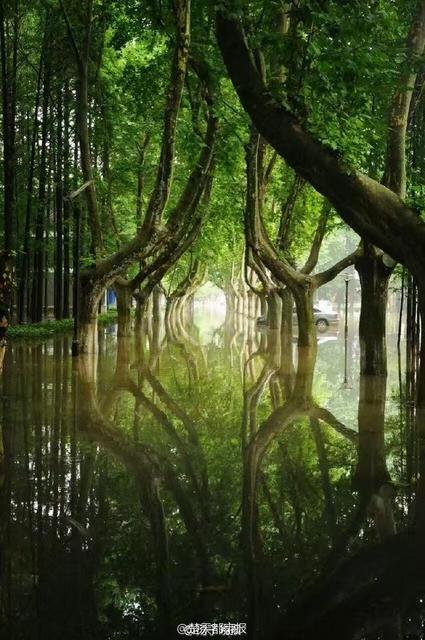 暴雨过后 南京理工大奇幻森林照片刷爆朋友圈 暴雨过后 南京理工大奇幻森林照片刷爆朋友圈