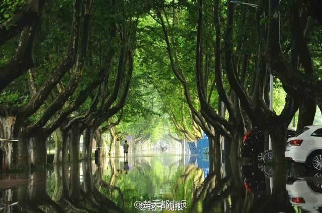 暴雨过后 南京理工大奇幻森林照片刷爆朋友圈 暴雨过后 南京理工大奇幻森林照片刷爆朋友圈
