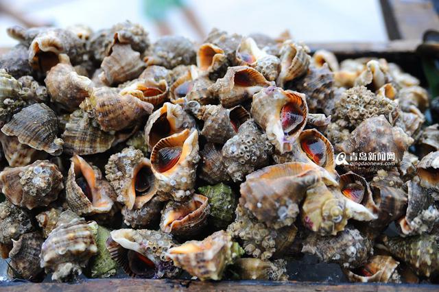 盛夏来青岛品美食 看大厨玩转本地海鲜 盛夏来青岛品美食 看大厨玩转本地海鲜
