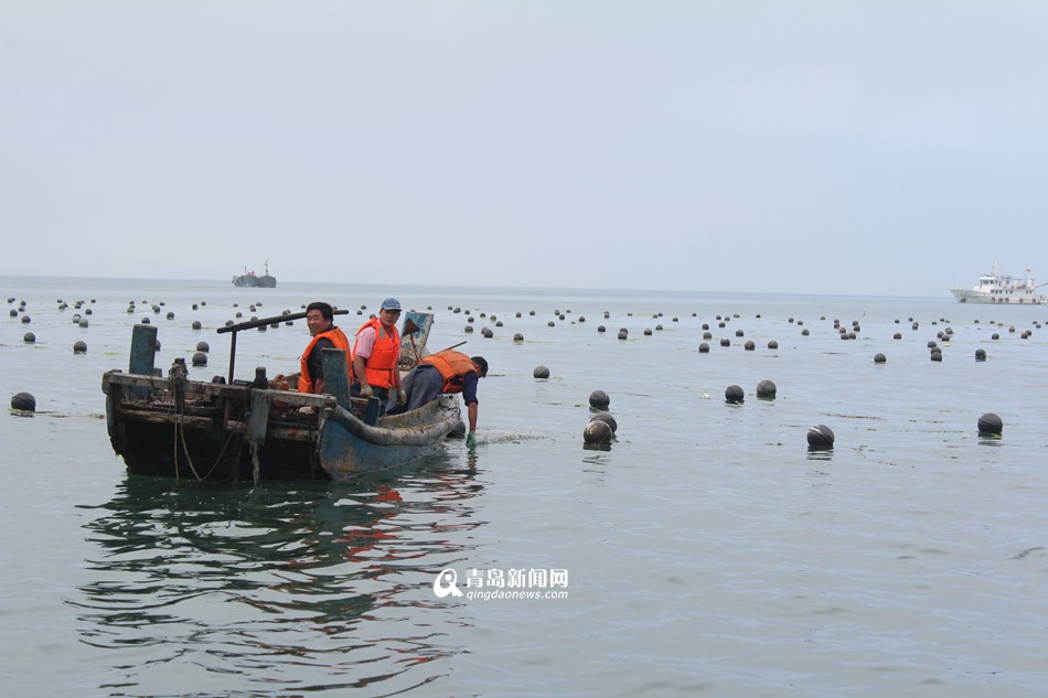 5艘执法船海上突袭 清理20亩非法养殖区