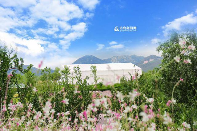 世博园办啤酒节分会场 8月6日率先哈起来