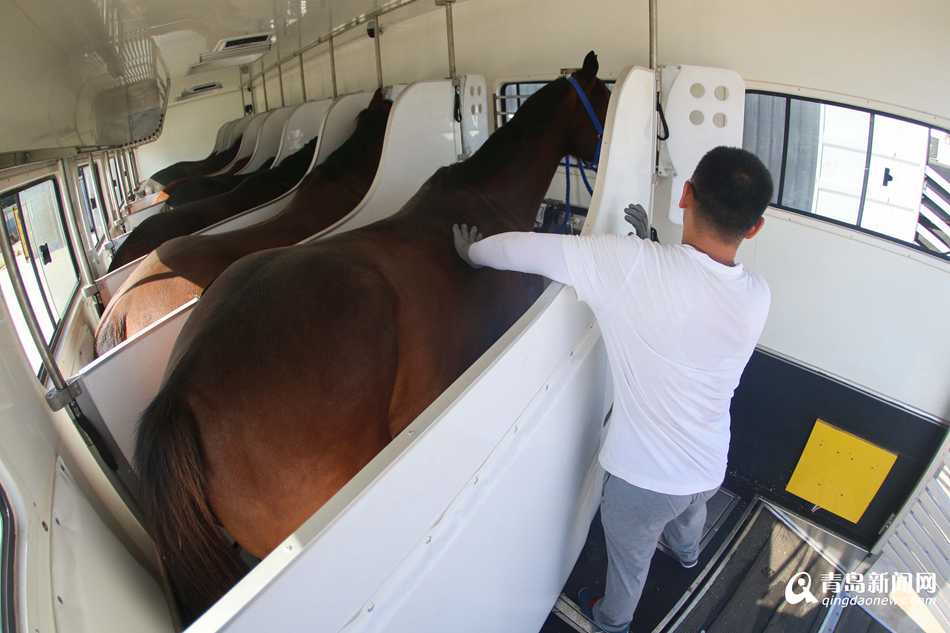 史上最多 78匹澳洲纯血马乘飞机抵达青岛