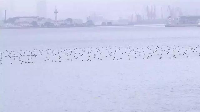 好好的胶州湾成了麻子脸 有的偷着搞养殖(图)