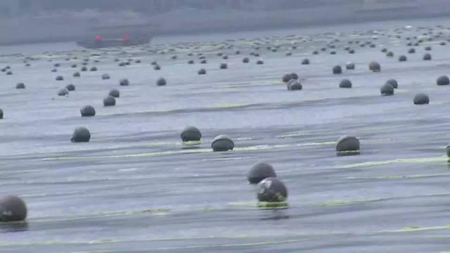 好好的胶州湾成了麻子脸 有的偷着搞养殖(图)